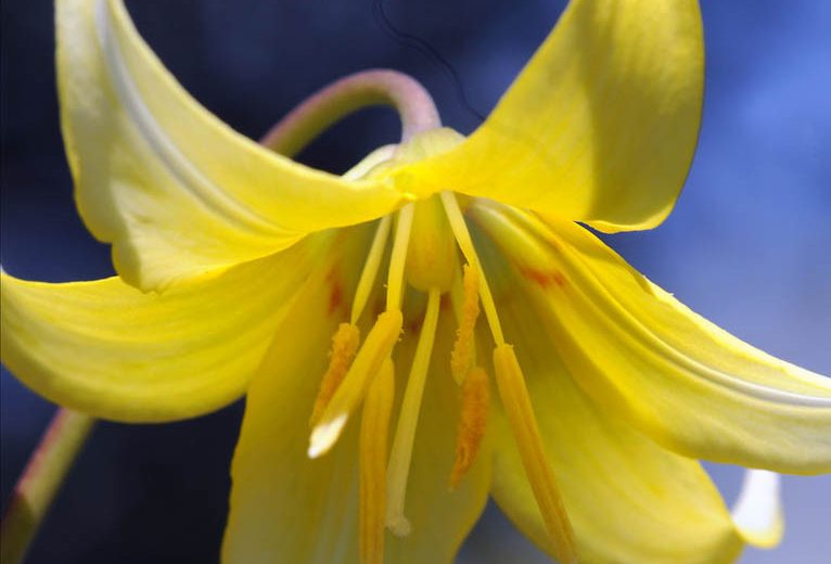 Erythronium 'Pagoda',Dog's Tooth Violet 'Pagoda', Trout Lily, Glacier Lily, Erythronium tuolumnense 'Pagoda', Yellow flowers, perennials for shade