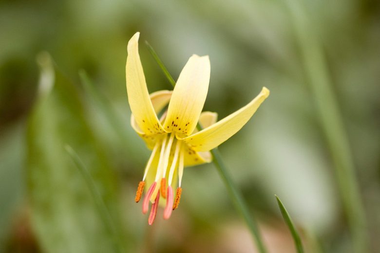 Erythronium umbilicatum, Dimpled Trout Lily, Yellow Trout Lily, Yellow flowers, shade perennials