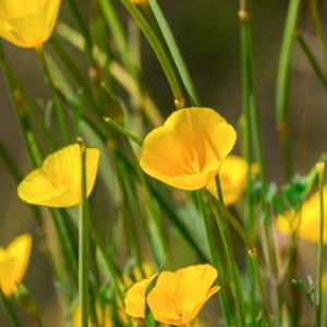 Eschscholzia caespitosa, Tufted Poppy, Tufted-Poppy, Foothill Poppy, Tufted Eschscholzia, California Poppies, Yellow flowers