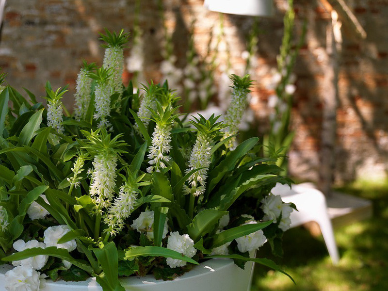 Eucomis autumnalis (Pineapple Lily)