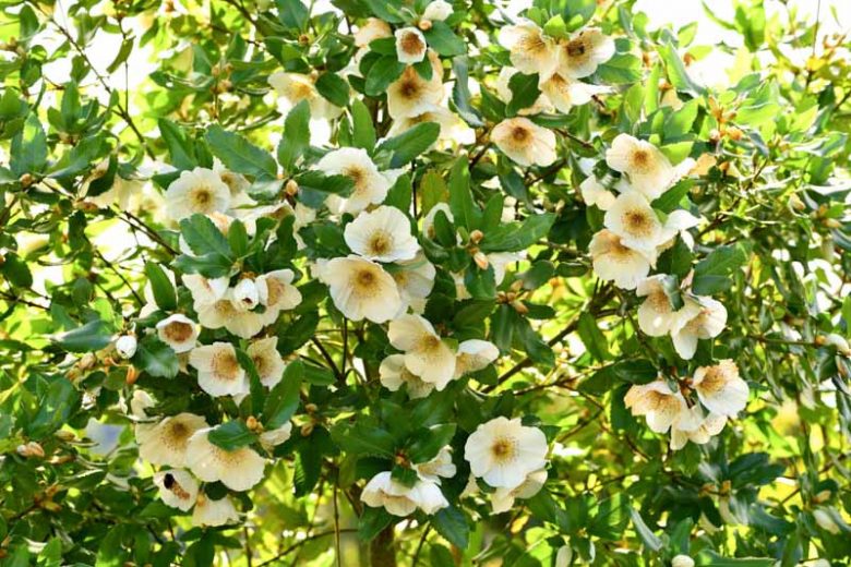 Eucryphia x nymansensis 'Nymansay, Nyman's Hybrid Eucryphia 'Nymansay', Eucryphia 'Nymansay', Evergreen Tree, White Flowers
