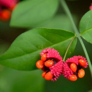 Euonymus americanus, American Strawberry Bush, Strawberry Bush, Brook Euonymus, Hearts-a-burstin, Bursting Heart, Wahoo, Euonymus americana, shrubs, fall color, shrub with berries, red leaves