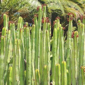 Euphorbia canariensis, Hercules Club, Canary, Canary Island Spurge, Tithymalus canariensis, Torfosidis canariensis