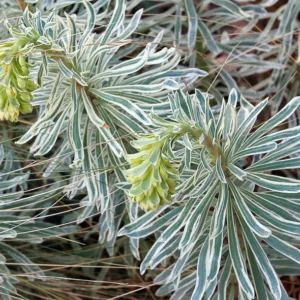 Euphorbia characias 'Glacier Blue', Spurge 'Glacier Blue', 'Glacier Blue' Spurge, Variegated Spurge, Variegated Euphorbia