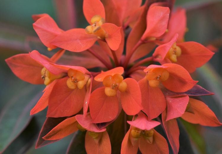 Euphorbia griffithii 'Fireglow', Euphorbia 'Fireglow',  Spurge 'Fireglow', Red Flowers, Orange Flowers,