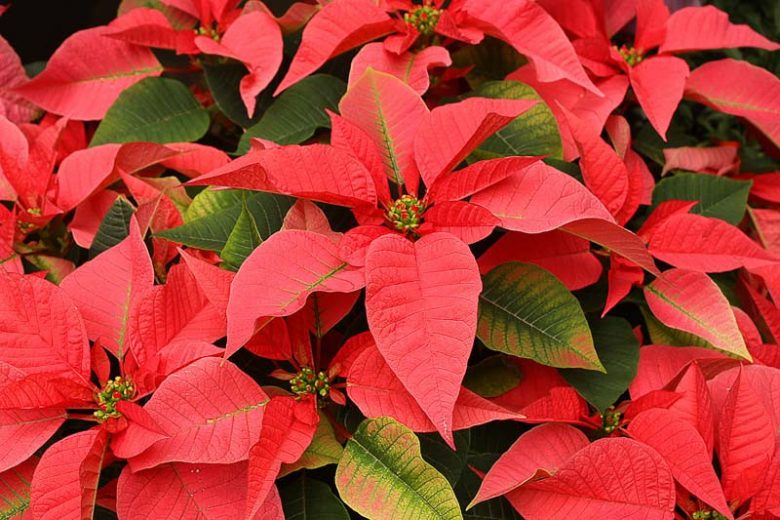 Euphorbia pulcherrima, Poinsettia, Bird-of-Paradise Flower, Christmas Flower, Christmas Star, Fire on the Mountain, Fire Plant, Lobster Flower, Mexican Easter Flower, Mexican Flameleaf, Painted Leaf, Pride of Barbados, Red Flowers