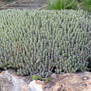 Euphorbia resinifera,  African Spurge, Euphorbium, Moroccan Mound, Resin Spurge, Staghorn Coral, succulent, drought tolerant plant, yellow flowers