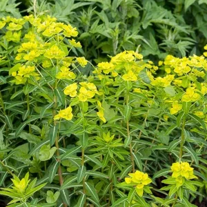 Euphorbia Wallichii, Wallich Spurge, Himalayan Spurge, Yellow flowers, Drought tolerant perennial, Deer resistant perennial, rabbit resistant perennial