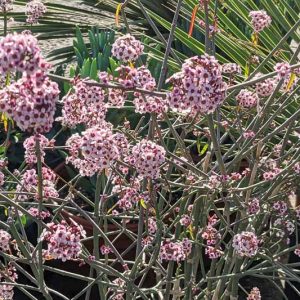 Euphorbia xanti, Baja Spurge, Aklema xanti, Euphorbia corallifera, Evergreen Spurge, Drought Tolerant Spurge, Pink Flowers