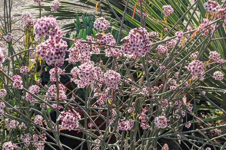Euphorbia xanti, Baja Spurge, Aklema xanti, Euphorbia corallifera, Evergreen Spurge, Drought Tolerant Spurge, Pink Flowers