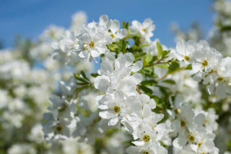 Exochorda x macrantha 'The Bride', Pearlbush 'The Bride', Shrub, Flowering Shrub, White Flowers