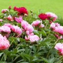 Bloom Peonies season, Early Peonies, Midseason Peonies, Late Peonies, Peonies Bloom Times