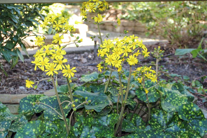 Farfugium japonicum 'Aureomaculatum' (Leopard Plant)