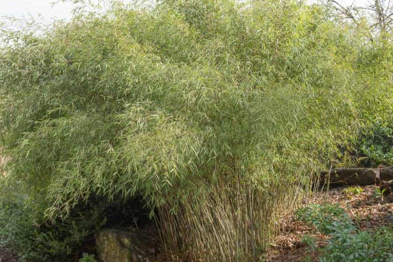 Fargesia nitida, Chinese Fountain Bamboo, Fountain Bamboo, Arundinaria nitida, Semiarundinaria nitida, Sinarundinaria nitida, Clump-Forming Bamboo, Evergreen Bamboo, Shade plants, shade perennial, plants for shade, plants for wet soil