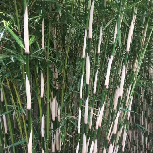 Fargesia robusta 'Campbell', Evergreen Bamboo, Shade plants, shade perennial, plants for shade, plants for wet soil