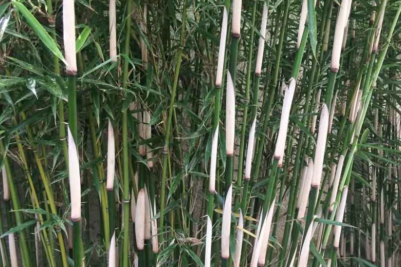 Fargesia robusta 'Campbell', Evergreen Bamboo, Shade plants, shade perennial, plants for shade, plants for wet soil
