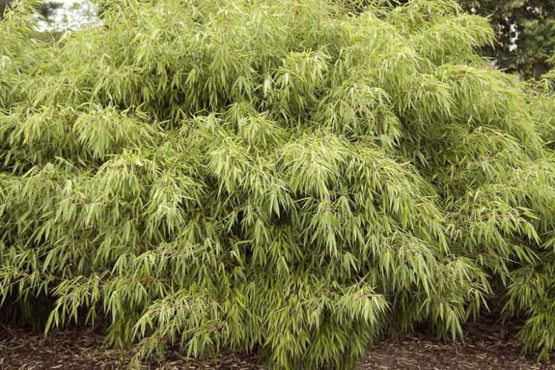 Fargesia rufa, Fountain Bamboo, Hardy Bamboo, Clump-Forming Bamboo, Evergreen Bamboo, Shade plants, shade perennial, plants for shade, plants for wet soil
