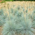 Festuca Glauca 'Elijah Blue',Blue Fescue 'Elijah Blue', Festuca Ovina Glauca 'Elijah Blue', Festuca Ovina Glauca 'Elija-blue', Blue Fescue, drought tolerant grass, drought tolerant perennial