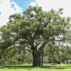 Ficus aurea, Florida Strangler Fig, Strangler Fig, Florida Native Shrub, Florida Native Tree, Evergreen Shrub, Evergreen Tree