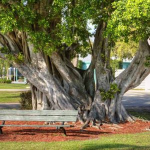 Ficus citrifolia, Wild Banyantree, Wild Banyan Tree, Shortleaf Fig, Ficus brevifolia, Ficus laevigata, Florida Native Tree, Evergreen Shrub, Evergreen Tree