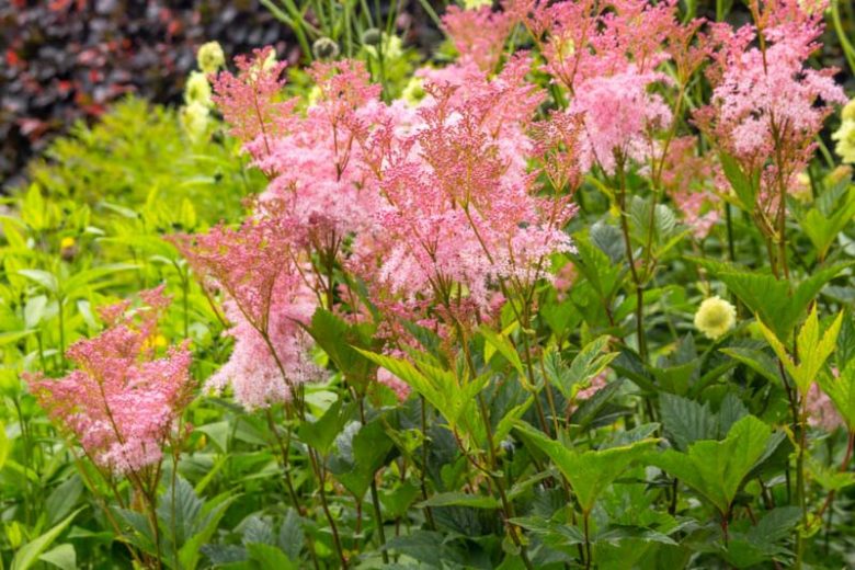 Filipendula Rubra, Queen of the Prairie, Meadowsweet, Pink Flowers