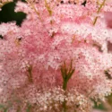 Filipendula Rubra 'Venusta', Queen of the Prairie 'Venusta', Meadowsweet 'Venusta', Filipendula Magnifica, Filipendula Rubra 'Magnifica' Filipendula Rubra 'Venusta Magnifica', Spiraea Venusta 'Magnifica', Pink Flowers