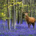 Deer-resistant plants, Deer-proof Plants, Crocus, Daffodils, Hyacinths