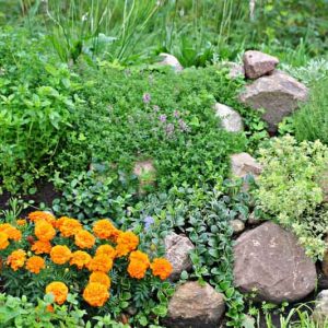 Plant Combinations, Rock Garden Ideas, Herb Garden Ideas, Summer Gardens, Marigold, Thyme, Oregano, Lavender, Periwinkle