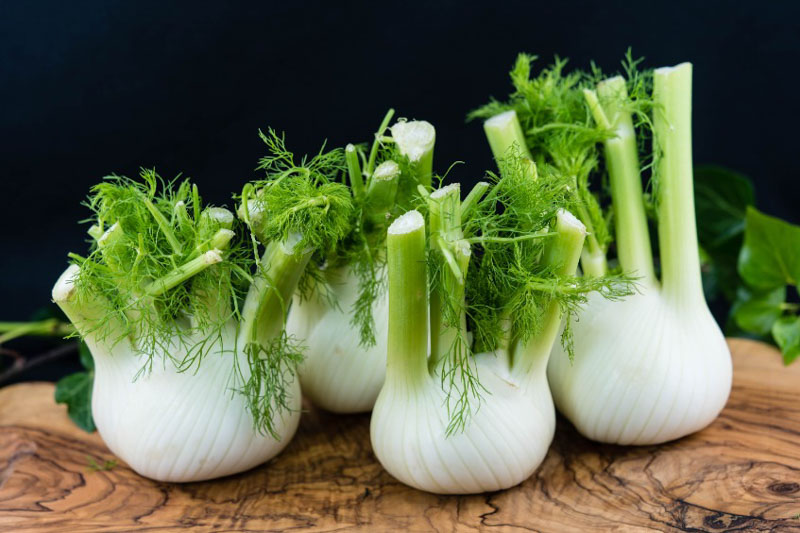 Foeniculum vulgare (Fennel)