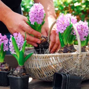 Hyacinth, Hyacinths, Dutch Hyacinth, Forcing Hyacinths, Common Hyacinth, Hyacinthus orientalis, Spring Bulbs, Spring Flowers