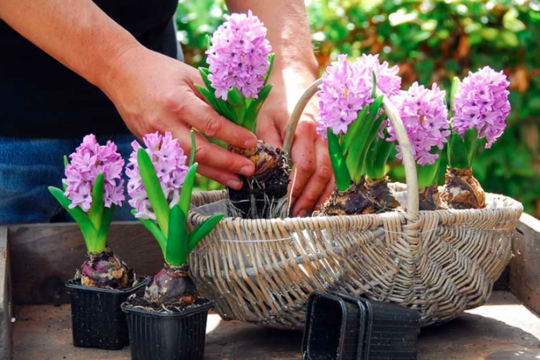 Hyacinth, Hyacinths, Dutch Hyacinth, Forcing Hyacinths, Common Hyacinth, Hyacinthus orientalis, Spring Bulbs, Spring Flowers