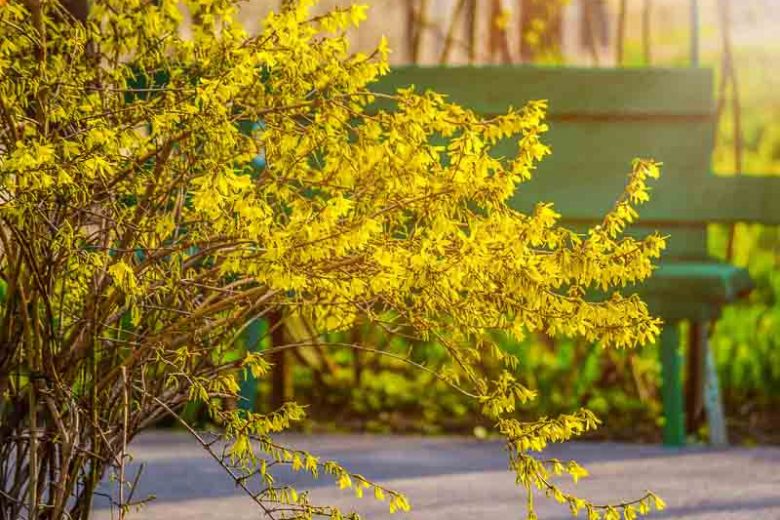 Forsythia ovata, Korean Forsythia, Early Forsythia, Yellow Flowers,  Winter Flowers, Early spring flowers, flowering shrubs, hardy shrubs