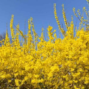 Forsythia suspensa, Weeping Forsythia, Yellow Flowers,  Winter Flowers, Early spring flowers, flowering shrubs, hardy shrubs