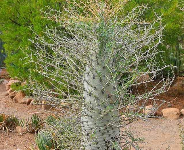Fouquieria columnaris, Boojum Tree, Cirio,  Desert Shrub, Mediterranean shrubs, Evergreen Shrubs, Red flowers,  drought tolerant flowers