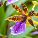 Fragrant Orchids, Cattleya, Cymbidium, Dendrobium, Encyclia, Lycaste, Maxillaria, Oncidium, Paphiopedilum, Rhynchostylis, Vanda