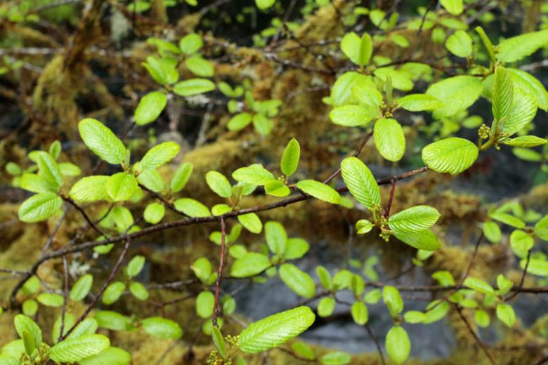 Frangula purshiana, Cascara, Cascara Buckthorn, Cascara Sagrada, Californian Bearberry, Chittam Bark, Coffee-Tree, Rhamnus purshiana