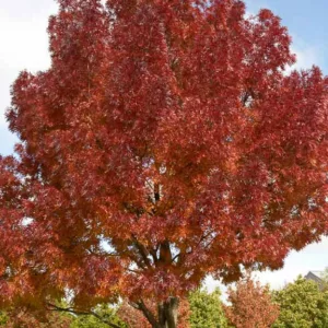 Fraxinus angustifolia 'Raywood', Ash 'Raywood', Raywood Ash, Claret Ash, Fraxinus oxycarpa 'Raywood', Fraxinus 'Raywood', Deciduous Tree, Fall Color