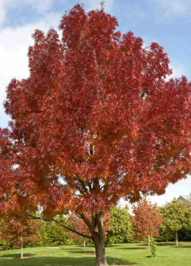 Fraxinus angustifolia 'Raywood', Ash 'Raywood', Raywood Ash, Claret Ash, Fraxinus oxycarpa 'Raywood', Fraxinus 'Raywood', Deciduous Tree, Fall Color