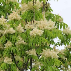 Fraxinus ornus, Flowering Ash, Manna Ash, Deciduous Tree, Fall Color