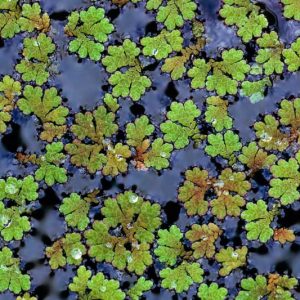 Free-Floating Pond Plants, Floating Plants, Aquatic Plants, Mosquito Fern, Duckweed, Frogbit, Mosaic Flower, Water Mimosa, Water Lettuce, Floating Fern