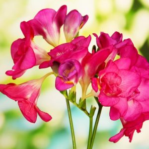 Freesia Double Pink, Double Freesia, Pink Freesia, Pink Flowers, Freesia planting information, planting freesias, planting freesia, how to grow freesia, how to grow freesias, how to care for freesia