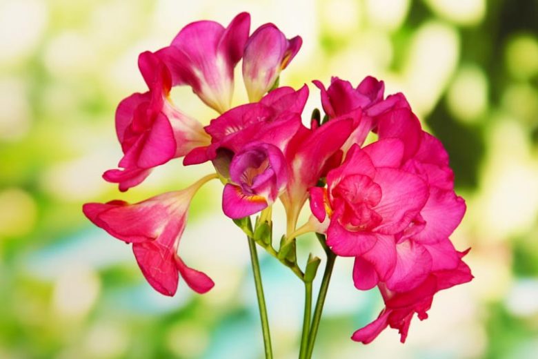 Freesia Double Pink, Double Freesia, Pink Freesia, Pink Flowers, Freesia planting information, planting freesias, planting freesia, how to grow freesia, how to grow freesias, how to care for freesia
