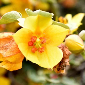 Fremontodendron californicum, California Flannelbush, California Fremontia, Flannel Bush, Yellow Flowers