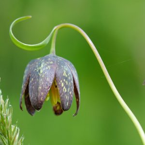 Fritillaria affinis, Checker Lily, Chocolate Lily, Mission Bells, Rice-Root Lily, California Native Plant, California Native Perennial