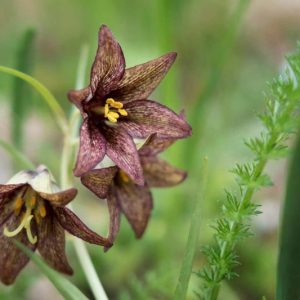 Fritillaria camschatcensis, Black Lily, Black Sarana, Chocolate Lily, Kamchatka Fritillary, Wild Rice,Northern Rice Root, Spring Bloom, Late Spring bloom