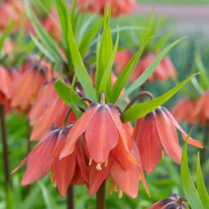 Fritillaria Imperialis Bach, Crown Imperial, mid Spring bloom, Fritillaria Bach, late Spring bloom, orange crown imperial, Rascal Series