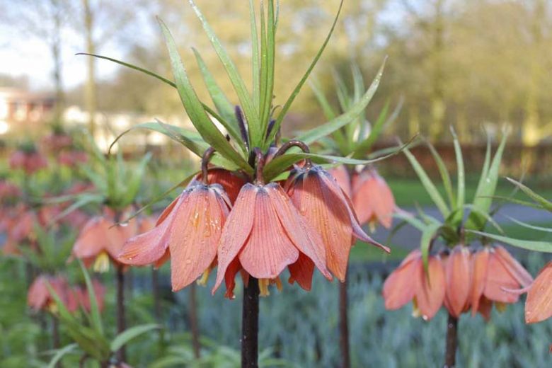 Fritillaria Imperialis Beethoven, Crown Imperial, mid Spring bloom, Fritillaria Beethoven, late Spring bloom, orange crown imperial, Rascal Series