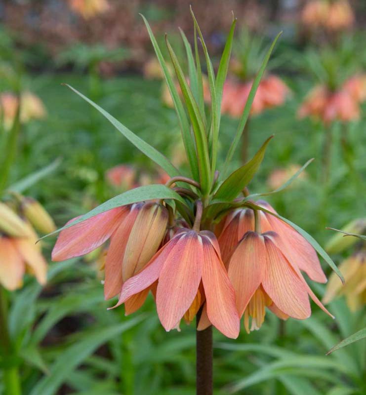 Fritillaria imperialis 'Brahms' (Crown Imperial)