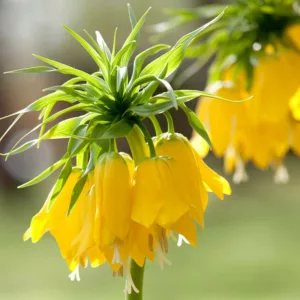 Fritillaria Imperialis, Crown Imperial, mid Spring bloom, Fritillaria Lutea Maxima, late Spring bloom, yellow crown imperial