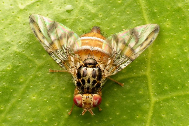 Fruit Flies, Family Tephritidae